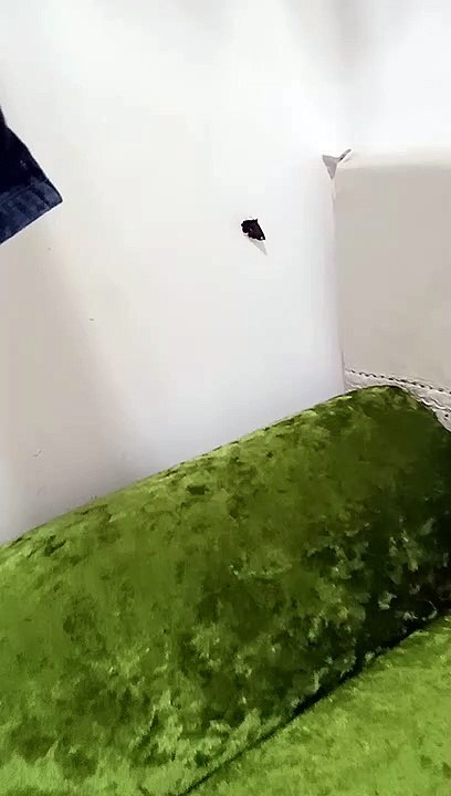 beautiful butterfly