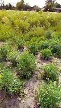 'Electricity' is brightening the economic condition of the farmers, 'Navrang' spread the colors of happiness