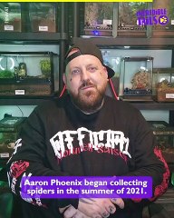 Embracing the World of Spiders