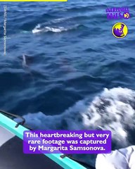 The Pain of Loss: Mother Dolphin Grieves for Her Beloved Baby