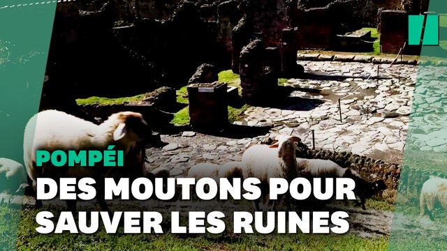 À Pompéi, les célèbres ruines sont sauvées par des moutons