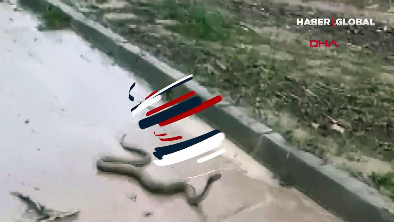 Vatandaş o anları kaydetti! Şanlıurfa'da yaşanan sel felaketinin ardından 'Yılan kabusu' yaşandı