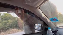 ‘Checkpoint officer’ elephant leaves car passengers giggling