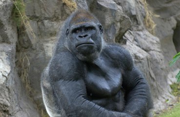 Gorillas can put themselves into a trance with 'spinning'