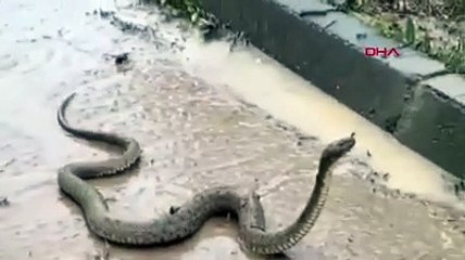 Şanlıurfa'yı sel vurdu, yılanlar şehre indi...