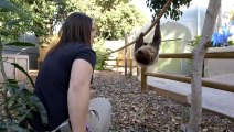 Sloths Are Pretty Interesting Creatures and Some Experts Say There’s More Than Meets the Eye