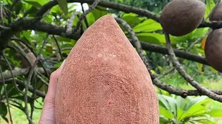 Have you tried this fruit before   Mamey Sapote season just started and is expected to ramp up in a couple....youAvailable at MiamiFruit.org  #mameysapote #sapote #zapote #sawo #mamey #chicofruit #sapota #natureasmr #pouteriasapota