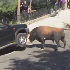 Funny Scary Animal | Damn Nature You Scary 