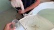 La fundación barcelonesa 'CRAM' recoge muestras de plásticos en los aparatos digestivos de tortugas marinas