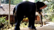 Robotic Elephant Performing Rituals at Sree Krishna Temple Kerala