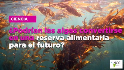 ¿Podrían las algas convertirse en una reserva alimentaria para el futuro?