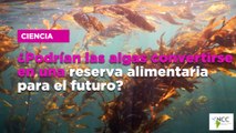 ¿Podrían las algas convertirse en una reserva alimentaria para el futuro?