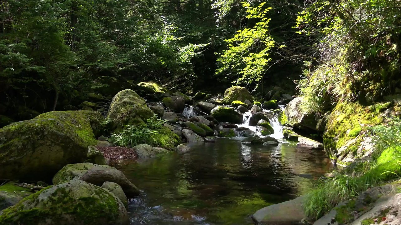 Tranquil Forest Stream: A One-Hour Relaxing Escape