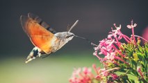 This Bird and Butterfly Garden Plan Brims with Pollinator Favorites