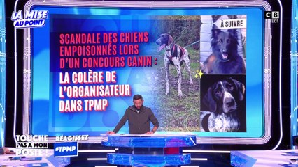 Retour sur le scandale des chiens empoisonnés lors d'un concours canin !