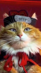 Akatsuki meow (Naruto Shippuuden) 