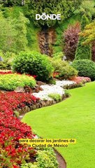 ¿Quién trajo las jacarandas a México? La historia de Matsumoto