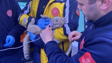 YANGINDA MAHSUR KALAN KADIN VE KEDİSİ KURTARILDI; MASKE TAKILAN KEDİYE OKSİJEN VERİLDİ