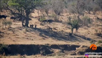 Buffaloes Rescue Friend from Lions