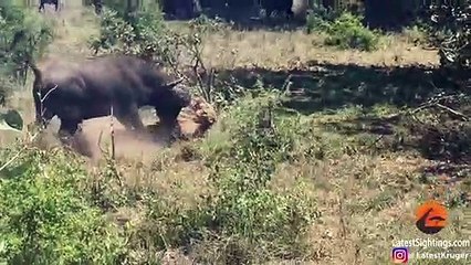Buffalo Flips a Sleeping Lion!
