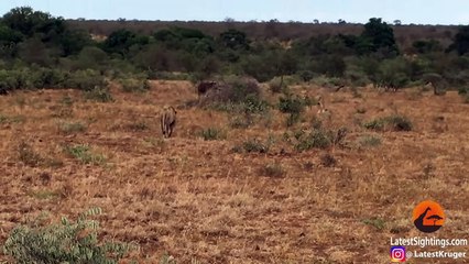 Buffaloes Try Saving Buffalo From Hunting Lions