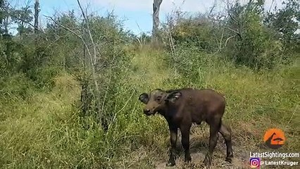Lions Hunt Buffalo Calf Left Behind by Herd