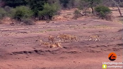 Lions Hunt & Attack Impalas at Waterhole