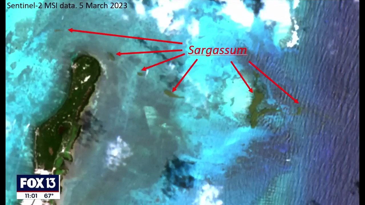Massive 5,000-mile-long seaweed bloom heads toward Florida