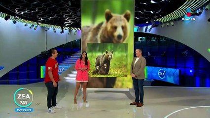 Subastan el cuerpo del oso que murió tras consumir 20 kilos de cocaína