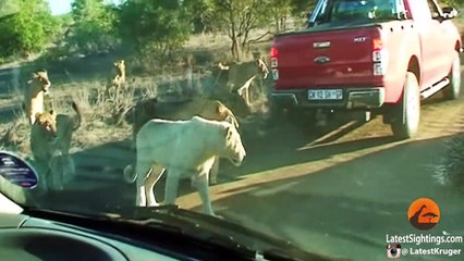Porcupine Takes on Pride of Lions (Including rare white lion)