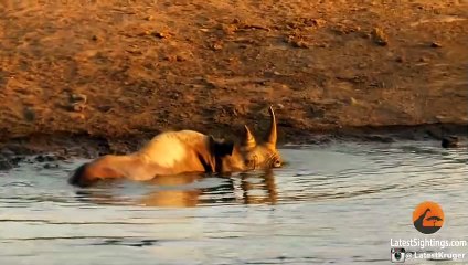 3 Lions Attack Black Rhino That's Stuck in Mud
