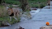 3 Huge Male Lions Cross River (1 slips) - Latest Wildlife Sightings