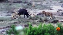 Lions Attack Buffaloes - Another Battle at Kruger