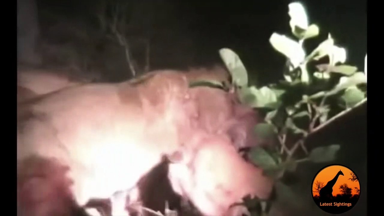 Pride of Lions Versus Hyenas - Latest Wildlife Sightings