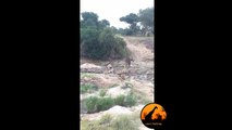 Lion Pride Kill Giraffe in Riverbed - Latest Wildlife Sightings