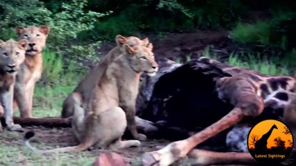 Pride of Lions on a Giraffe Kill - Winner for March 2014 - Latest Wildlife Sightings