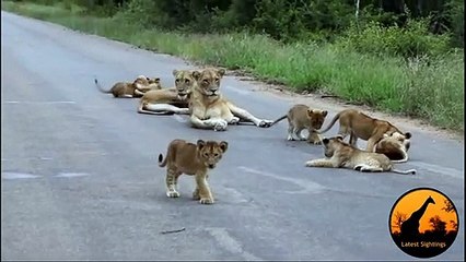Lion Pride Including Playing Cubs - Seen Today! - Latest Wildlife Sightings