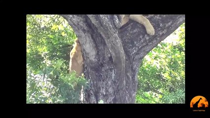 Lions Climb a Tree