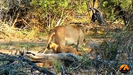 Mega Pride (17+) of Lions Cross the Road