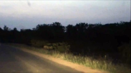 Kruger Sightings - Lionesses - 6 December 2011