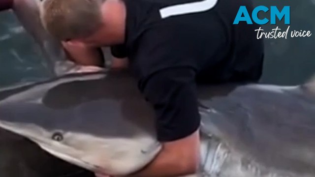 Western Australian fisherman hailed as heroes after rescuing distressed shark