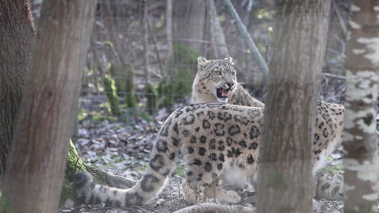 Interesting Facts About Snow Leopard