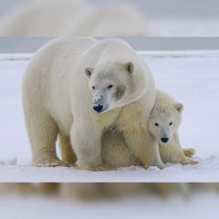 Interesting Facts About Polar Bears
