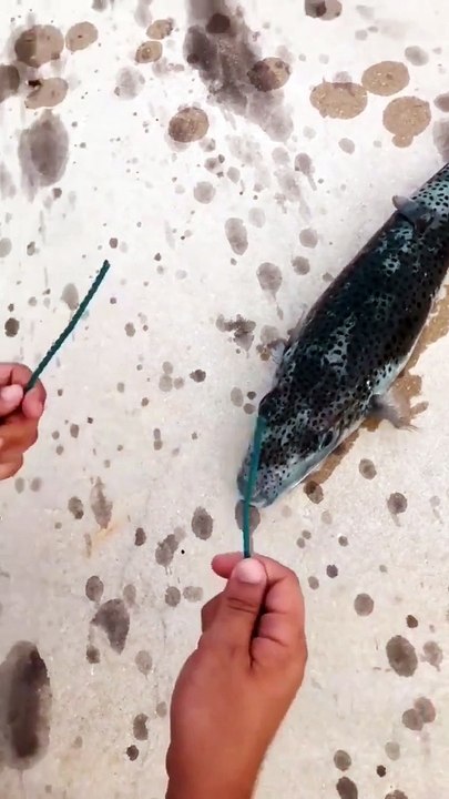 06.Rope cuter fish