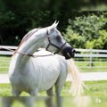 Interesting Facts About Arabian Horses