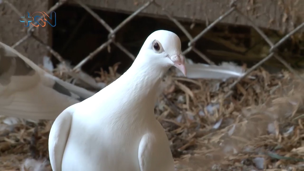 mqn-Puriscaleño entrena palomas mensajeras que vuelan hasta 1200 kilómetros sin detenerse -150323