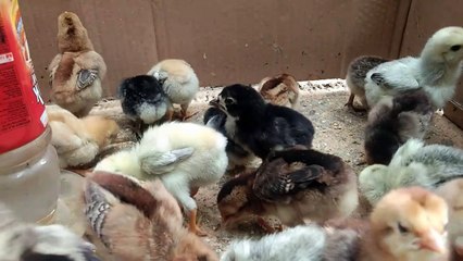 Ayam yang Lucu