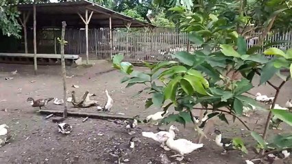 Ternak Ayam Kampung