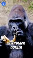 என்ன Gorillas இவ்ளோWeight தூக்குமா? | Gorilla Facts