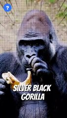 என்ன Gorillas இவ்ளோWeight தூக்குமா? | Gorilla Facts